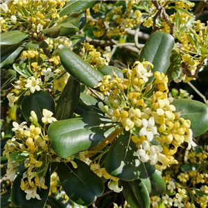 Pittosporum Tobira